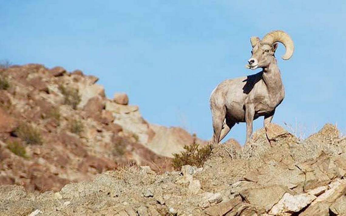 Borrego cimarrón, en peligro de desaparecer - El Sol de Tijuana