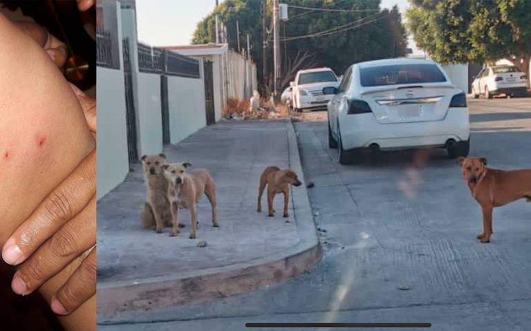 Prohibida la entrada de perros al parque de la Mayordomía.