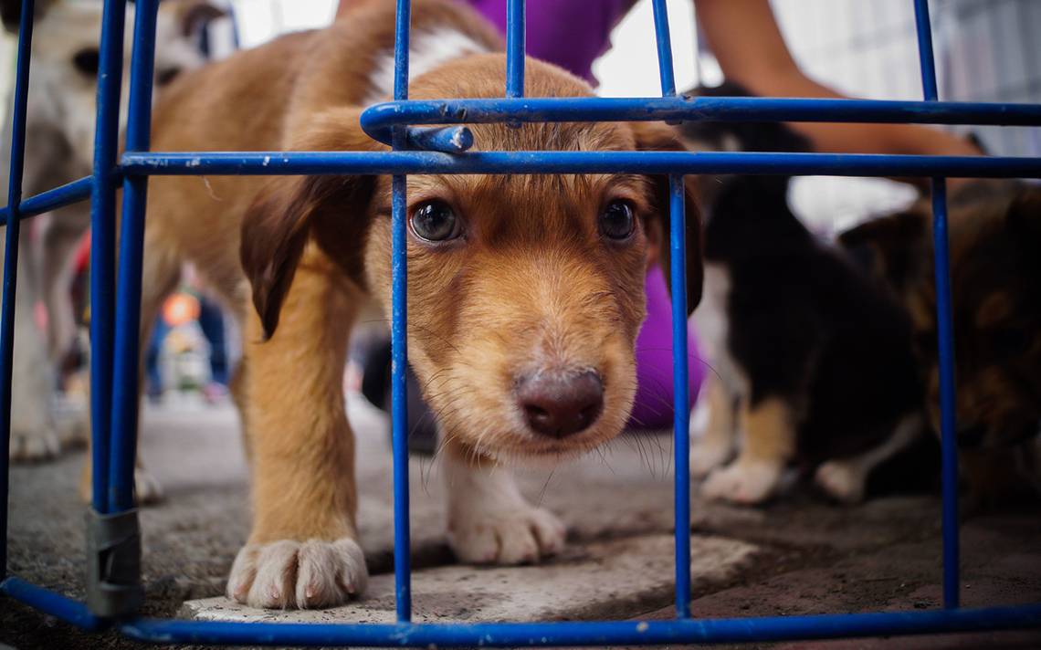 Crearán parque para perros en Tijuana