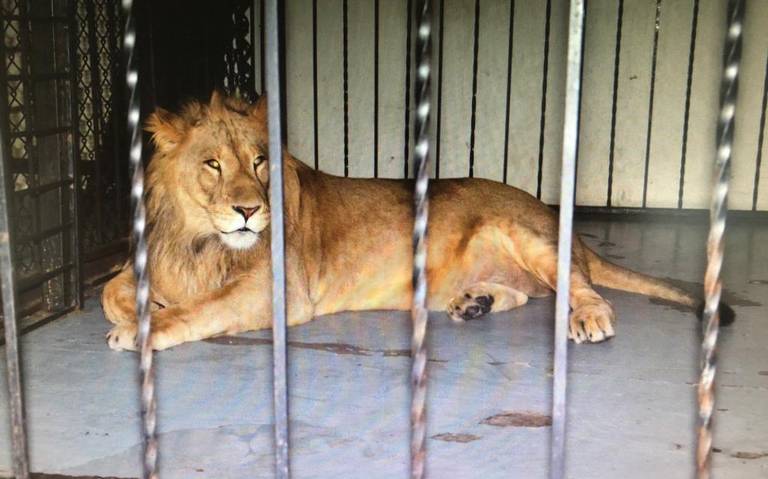 bar clandestino mexicali leones animales exoticos armas - El Sol de México  | Noticias, Deportes, Gossip, Columnas