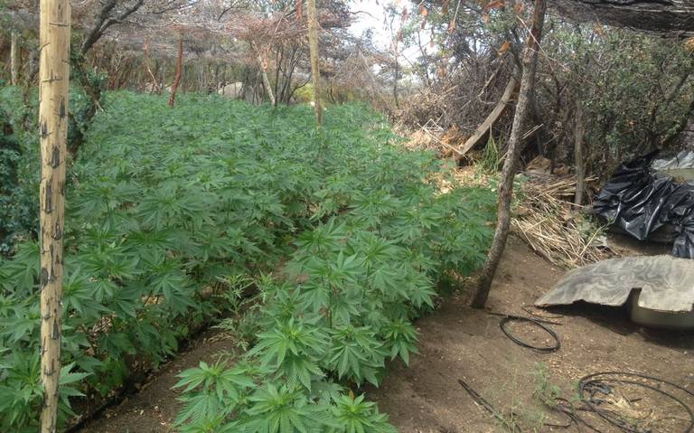 Teniendo plantíos de marihuana